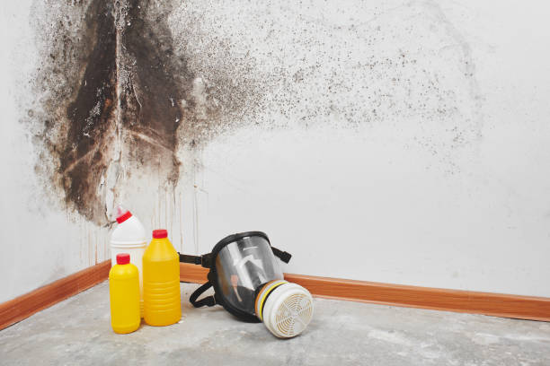 Why You Should Choose Our Mold Remediation Services in Jefferson, TX